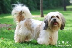 拉萨犬历史简介