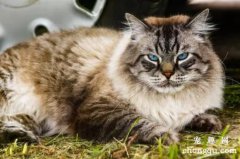 西伯利亚猫与缅因猫有什么区别 二者区别介绍