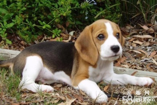 上班族如何养伴侣犬？