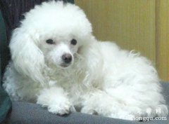 <b>狗狗皮肤结痂了怎么办？</b>