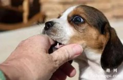 被狗狗咬超过24小时会怎样？
