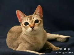 新加坡猫多少钱一只?