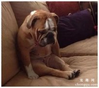 狗狗为什么背对主人坐，你知道吗？