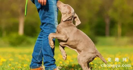 纠正幼犬扑上身来的不良习性