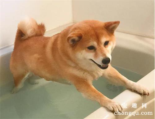 夏季给狗多长时间洗一次澡?