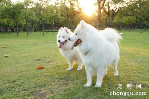 常见的狗病的预防与治疗