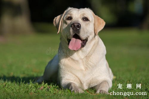 犬疥螨该怎么治疗？