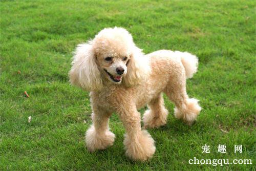 犬疥螨该怎么治疗？