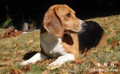 比格犬角膜炎是怎么回事