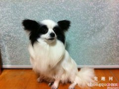 <b>宠物狗关节炎的治疗和诊断</b>