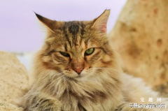 <b>猫咪自发性膀胱炎的病因症状与诊断治疗</b>
