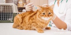 <b>宠物猫蠕形螨病的症状及治疗方法</b>