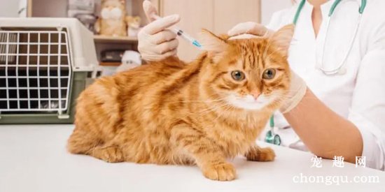 宠物猫蠕形螨病的症状及治疗方法