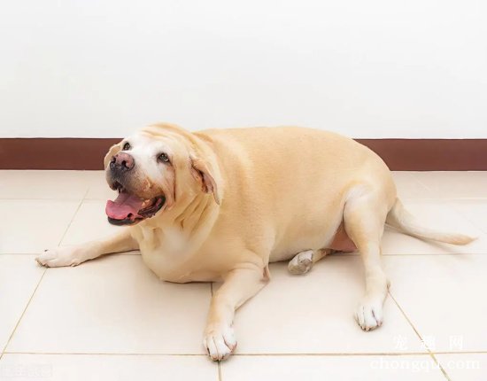 狗狗减肥的方法
