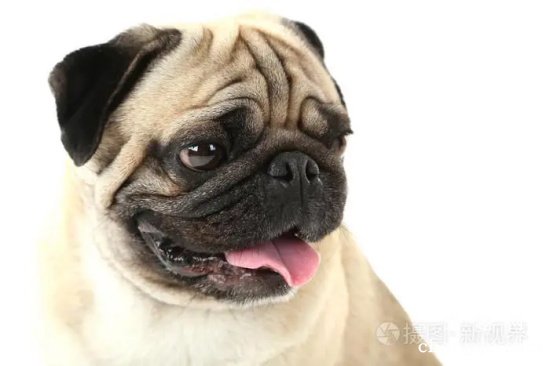 狗狗常见的拉稀的原因