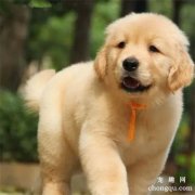 金毛犬身上突然长包怎么办？