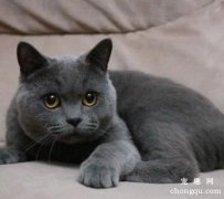 猫咪反复性口腔炎的症状及治疗方法