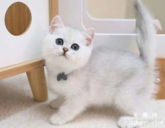 <b>我们常听说的银渐层是猫的什么品种?</b>