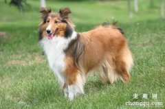 喜乐蒂牧羊犬如何养护？