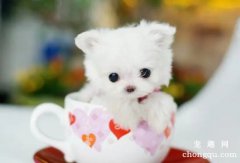 茶杯犬怀孕怎么照顾