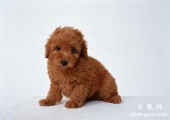 1个月小泰迪怎么养？