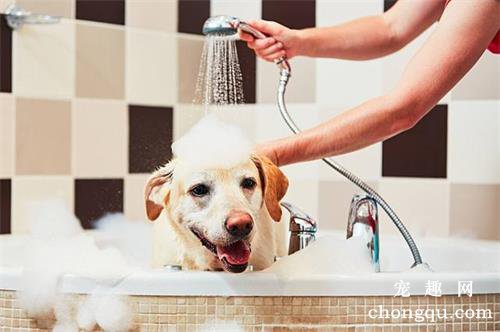 要如何给狗狗洗澡？