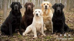 拉布拉多犬怎么养