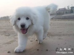 <b>大白熊犬怎么养</b>