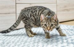 猫咪毛球性胃炎的症状及治疗方法