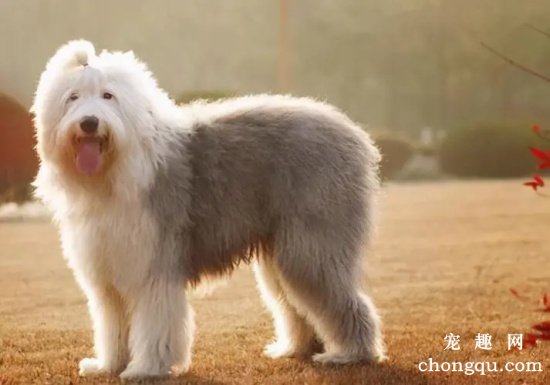 古代牧羊犬掉毛怎么处理?