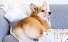 <b>如何修剪柯基犬肛门周围的毛发</b>