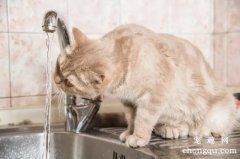 <b>猫中暑可以喝淡盐水吗？</b>