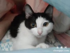 <b>奶牛猫是最皮的猫吗？</b>