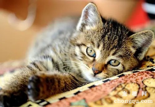 猫咪肝囊肿的症状及治疗方法