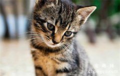 猫咪病毒性慢气管炎的病因及治疗方法
