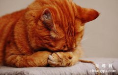 猫咪乳腺肿瘤的症状及治疗方法