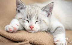 猫咪常见的呼吸道疾病有哪些？