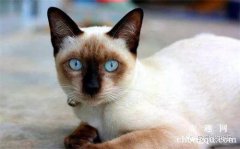 <b>猫咪患青光眼的病因及症状</b>
