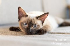 猫咪患慢性肾衰竭的诊断及治疗方法