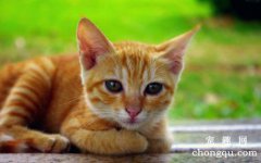 猫咪异物性肺炎（吸入性肺炎）的症状及防治方法