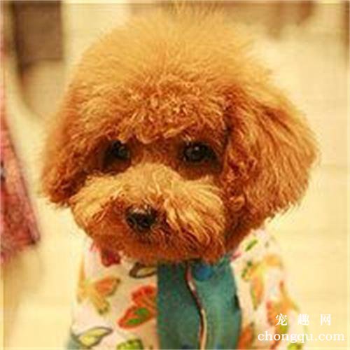 冬天怎么给狗狗美毛？