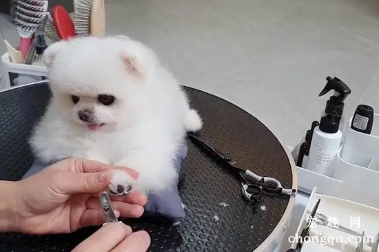 怎么给博美犬剪指甲？