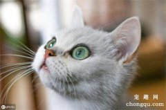 猫咪尿结石的症状及治疗方法