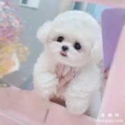 <b>比熊狗狗磨屁股是怎么回事？</b>