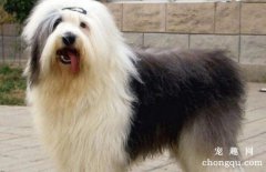 如何预防治疗犬瘟热?