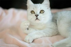 猫咪肠梗阻有哪些症状呢？怎么治疗猫咪肠梗阻呢