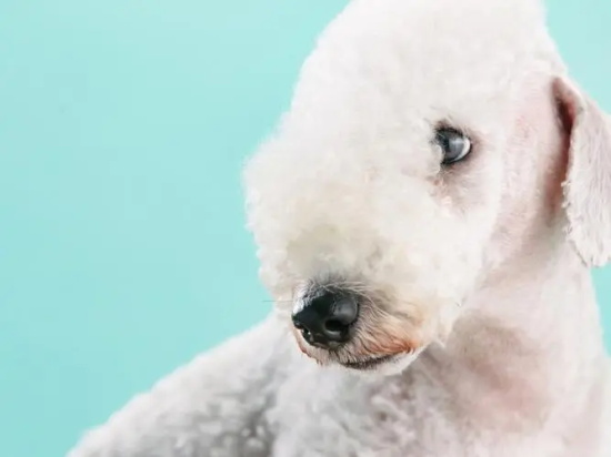 让贝灵顿梗幼犬远离皮肤病的三大绝招