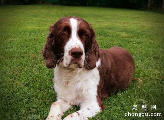 给英国史宾格犬断尾有哪几种方法？