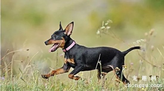 迷你杜宾犬的起源