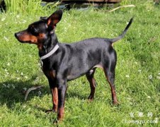 迷你杜宾犬名字的由来